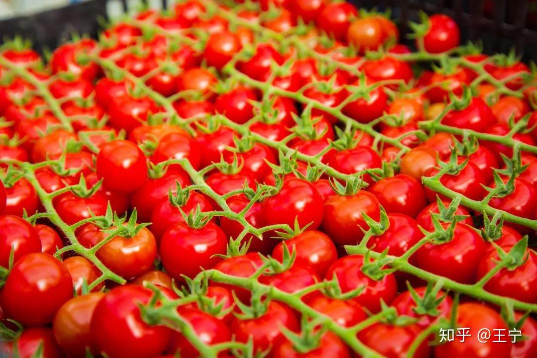 生长在植物上的美味→田森杜氏番茄 - 知乎