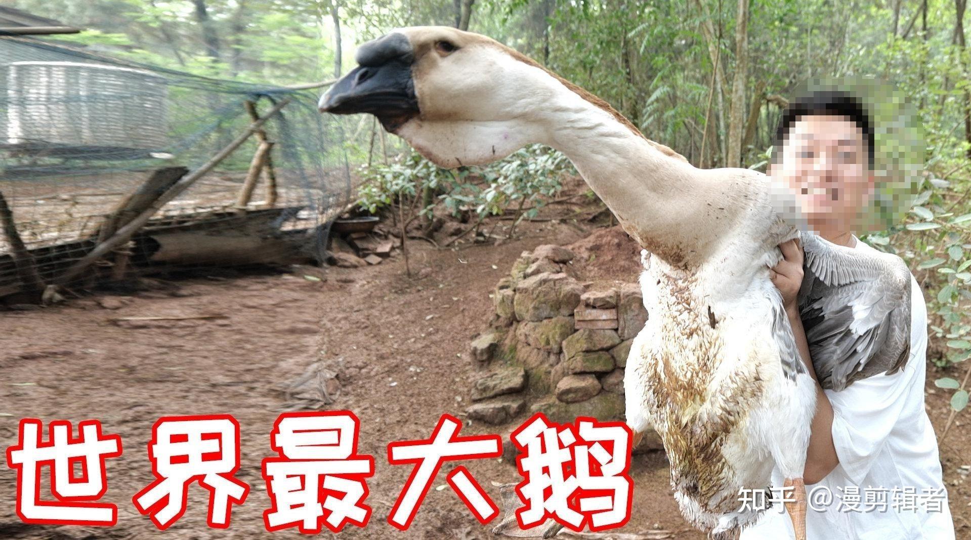 世界上最大的鹅(狮头鹅)