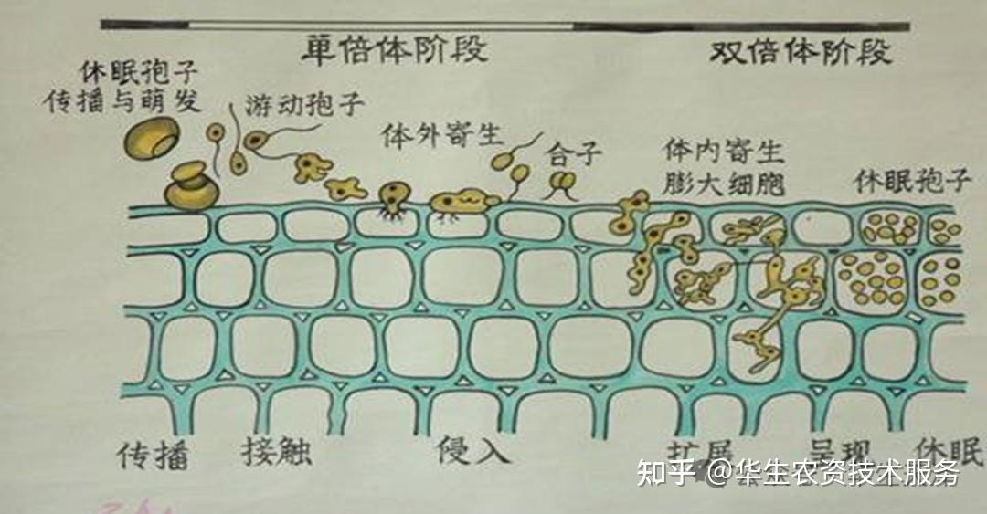玉米褐斑病症状及防治方法