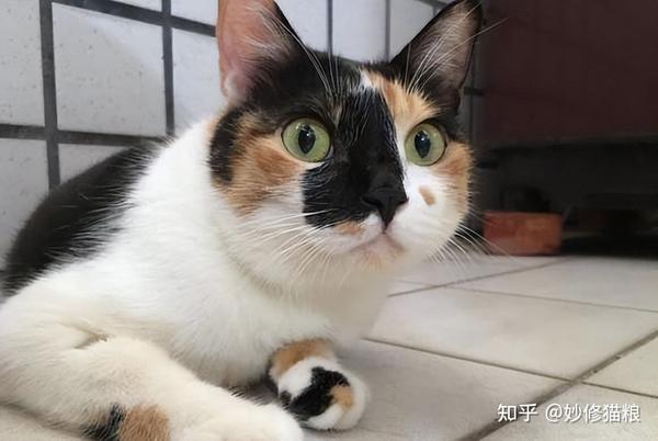 三花猫为什么是猫界“美女”?竟然有这些真相! - 知乎