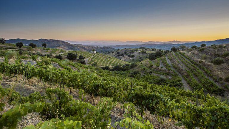 priorat是西班牙另一个顶级法定产区,坐落在相对遥远而多山的塔拉戈纳