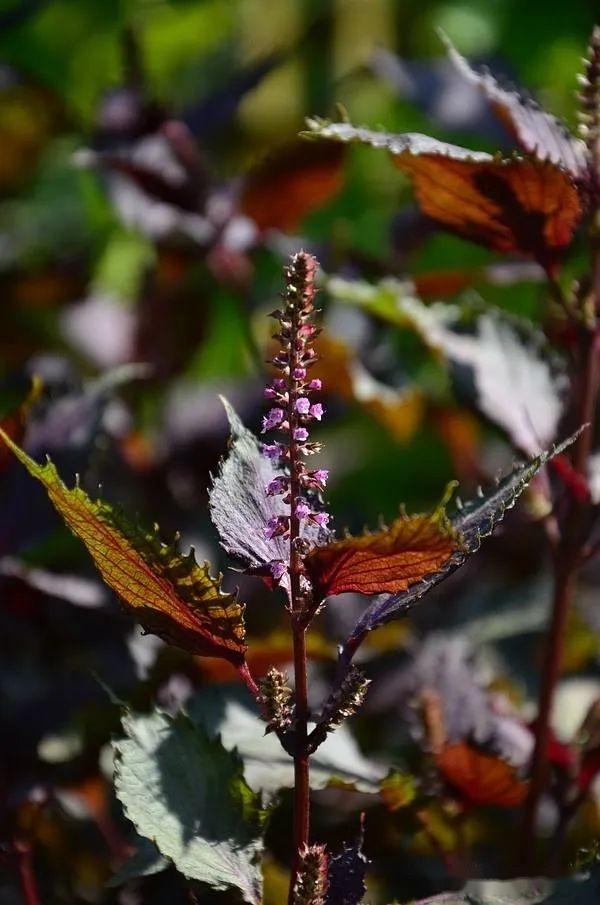 野芝麻亚科—塔花族(三):紫苏