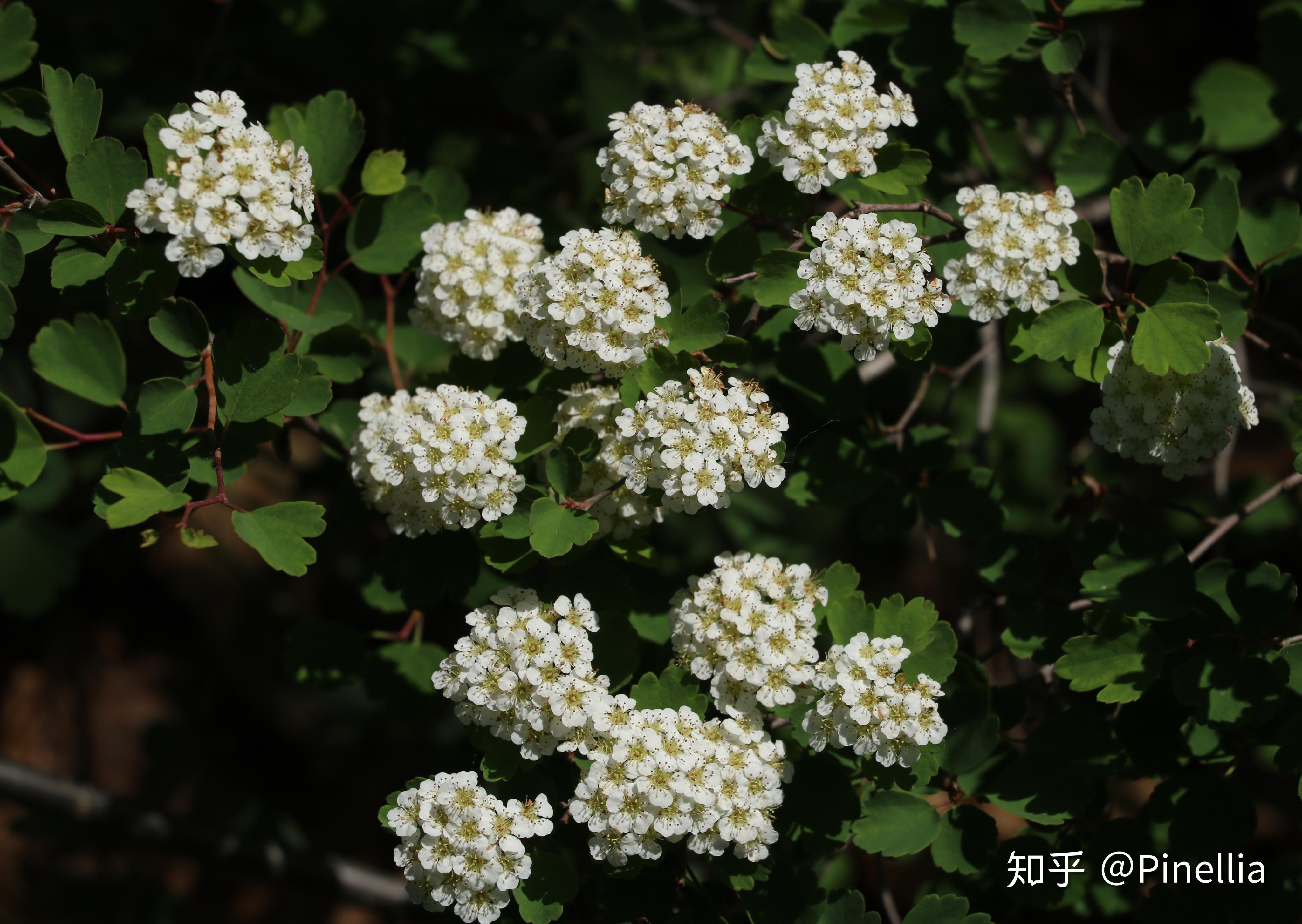 20. 土莊繡線菊(spiraea pubescens),薔薇科繡線菊屬21.