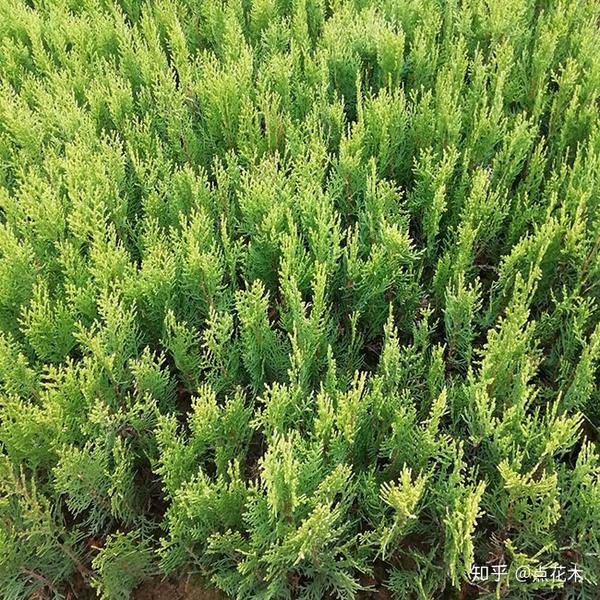 圆柏种植方法及注意事项 - 知乎