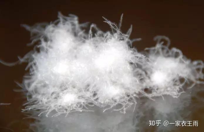 羽絨服的特點是什麼白鴨絨是什麼關於羽絨服你瞭解多少一家衣王雨