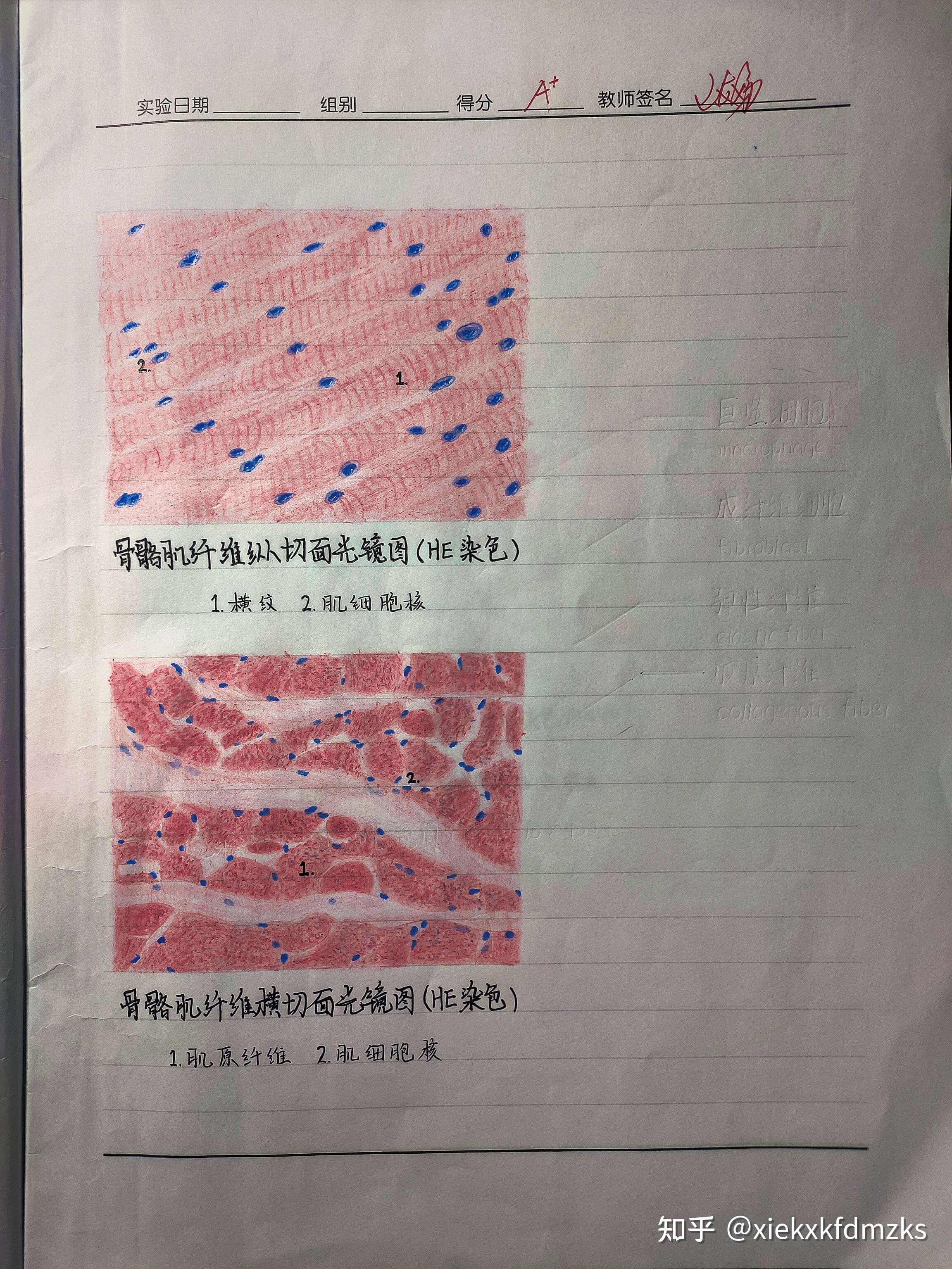 组胚红蓝铅笔手绘图 