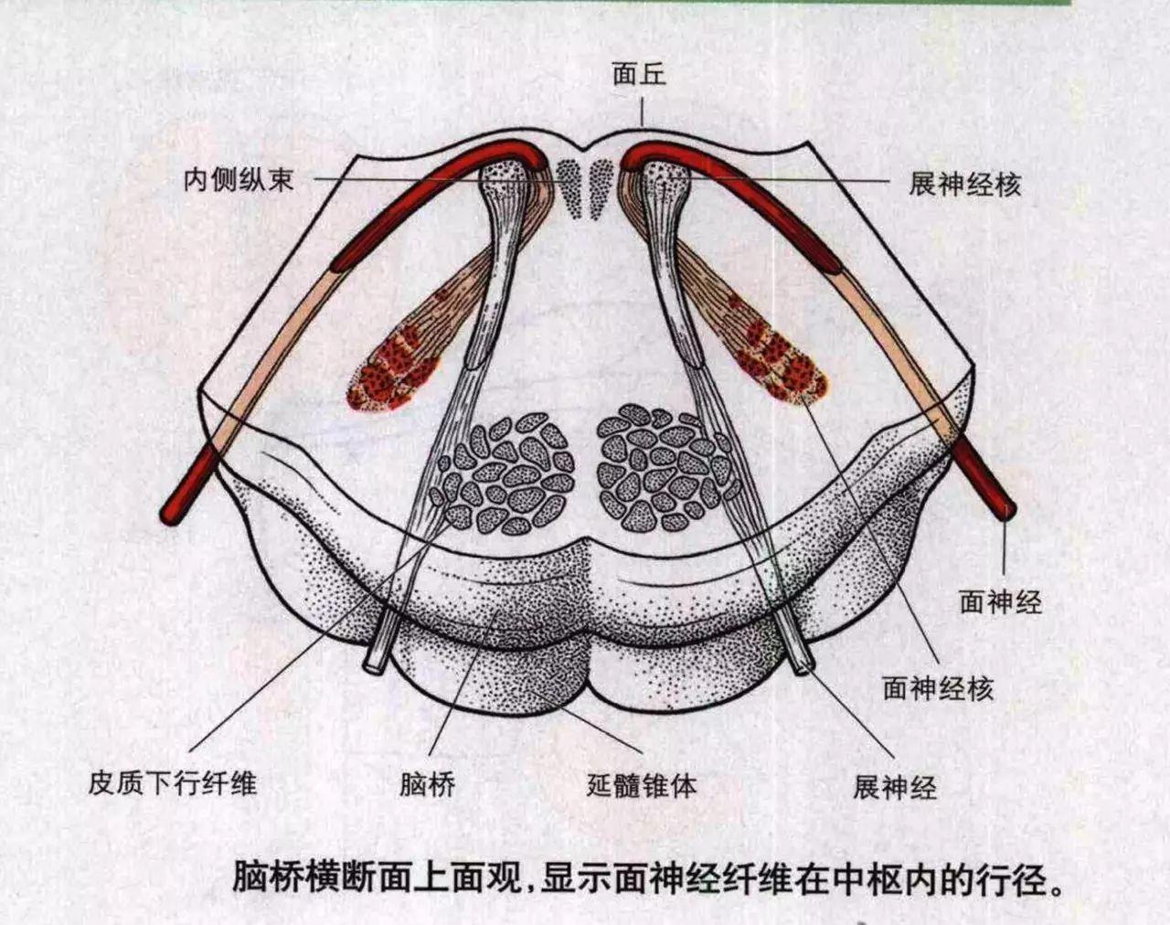 脑干切面观 - 知乎