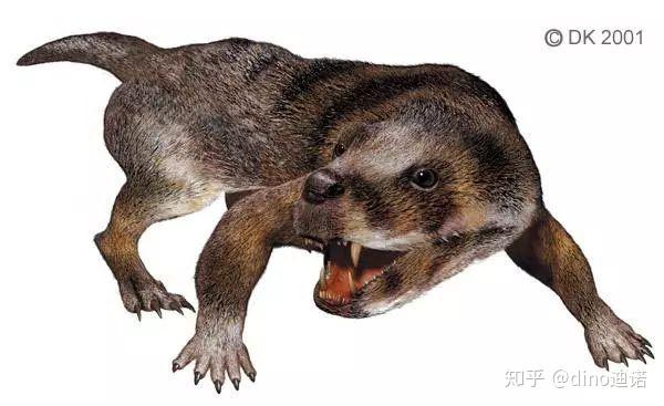 2亿年前 兽孔目的分支犬齿兽亚目演化出了更多的哺乳类特征.