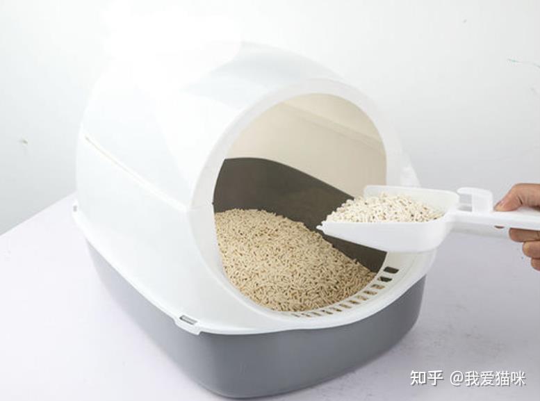 一般多久换一次猫砂盆 v2-65e206dc37f6196490b204010bb3635a_r.jpg