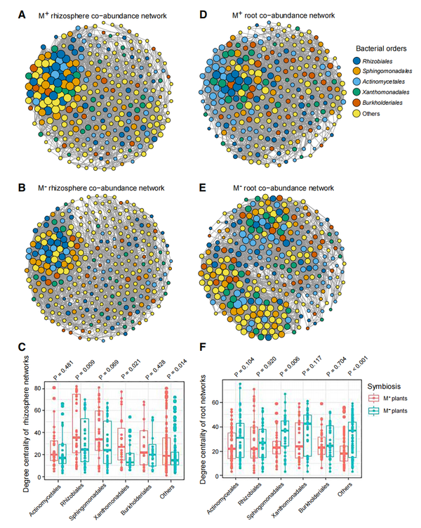 王二涛研究组揭示丛枝菌根共生与根瘤共生的协同进化机制 - 知乎