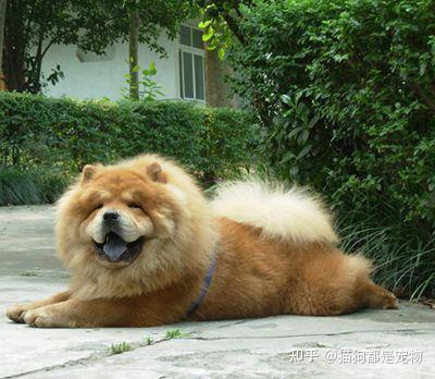 为啥“松狮犬”越来越受欢迎？网友：养了就不想换狗了！ - 知乎