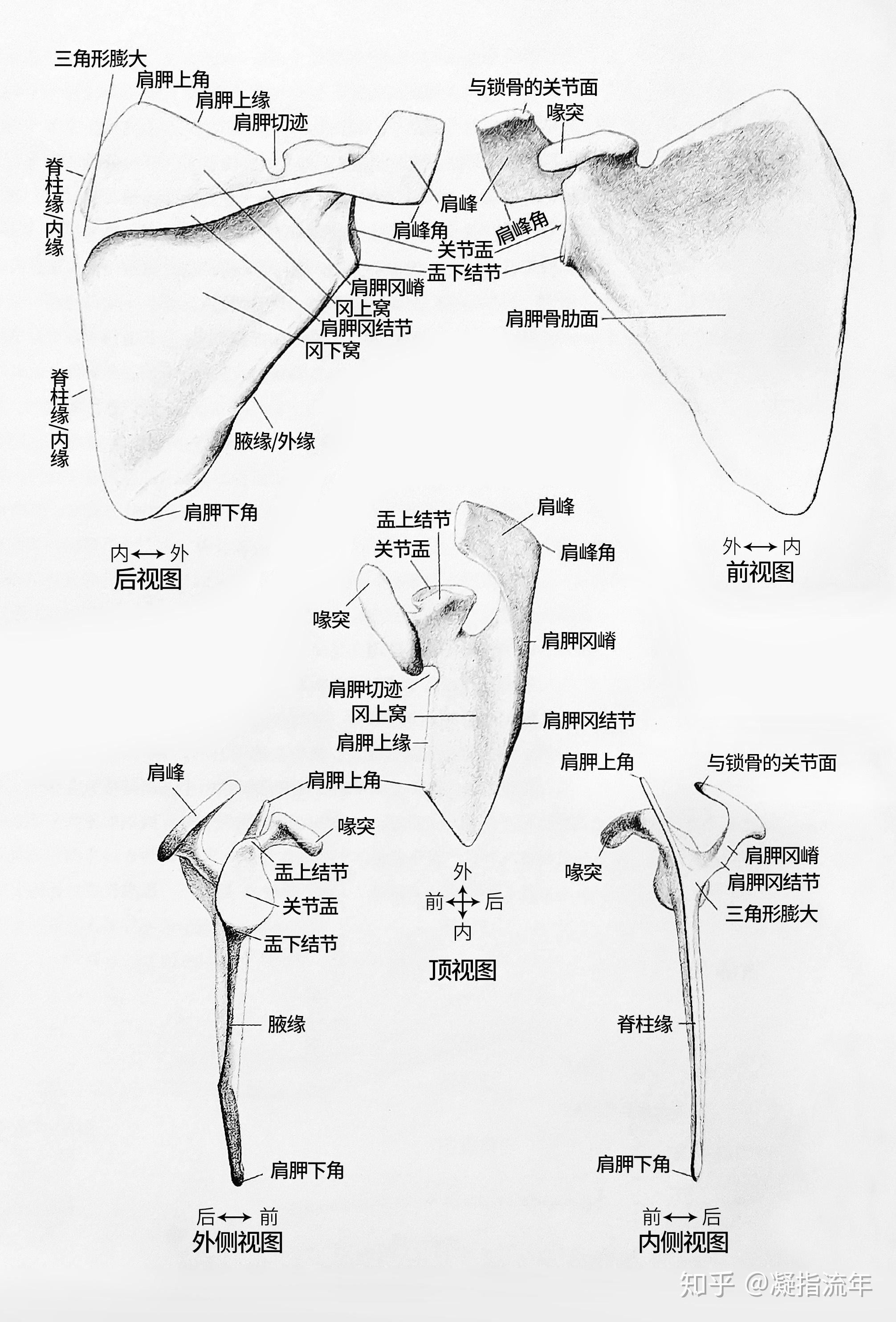 儿童肩胛骨位置图片,位置图(第4页)_大山谷图库