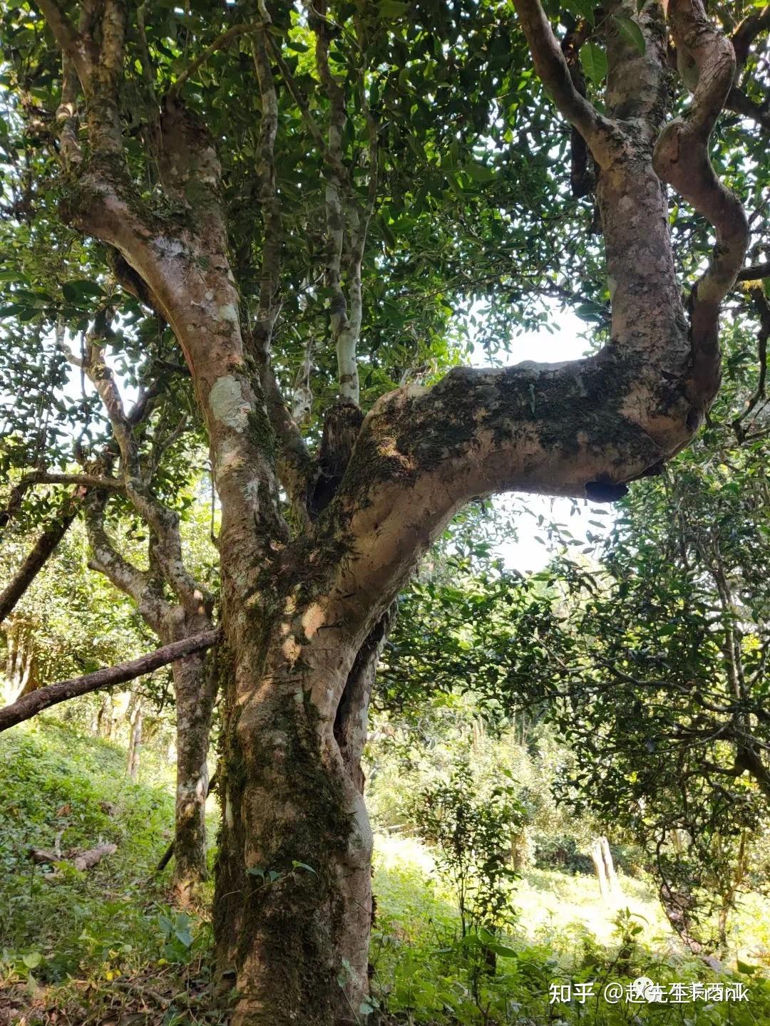 版纳之巅滑竹梁子