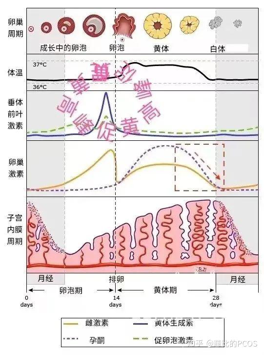 無論是不是多囊,正常情況下的排卵,都會出現這樣一個高峰,這也是排卵