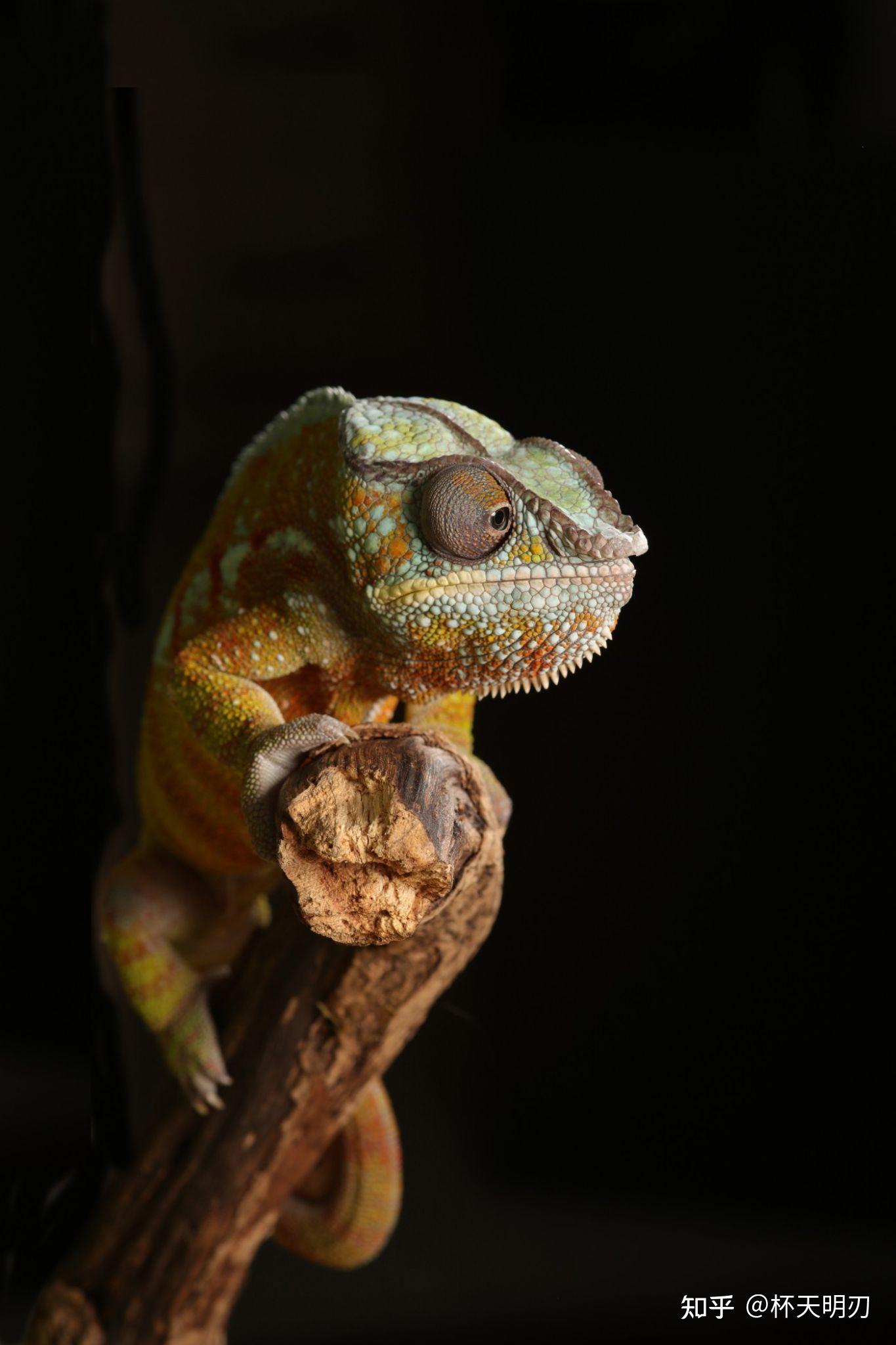 主题-变色龙 - 知乎