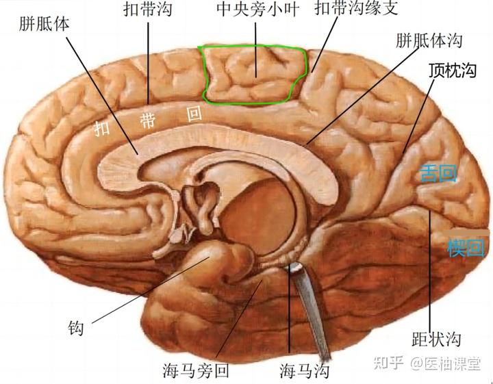 脑叶的功能解剖及病损表现