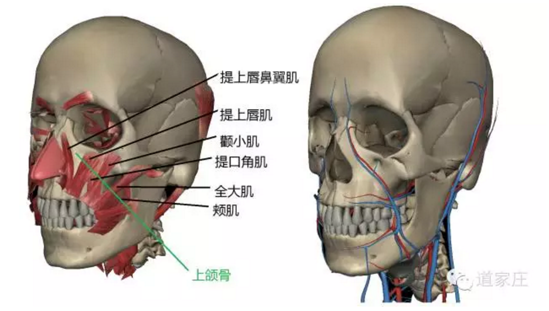鼻炎的发病原理及治疗方案 - 知乎