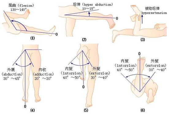 屈曲髋部图片