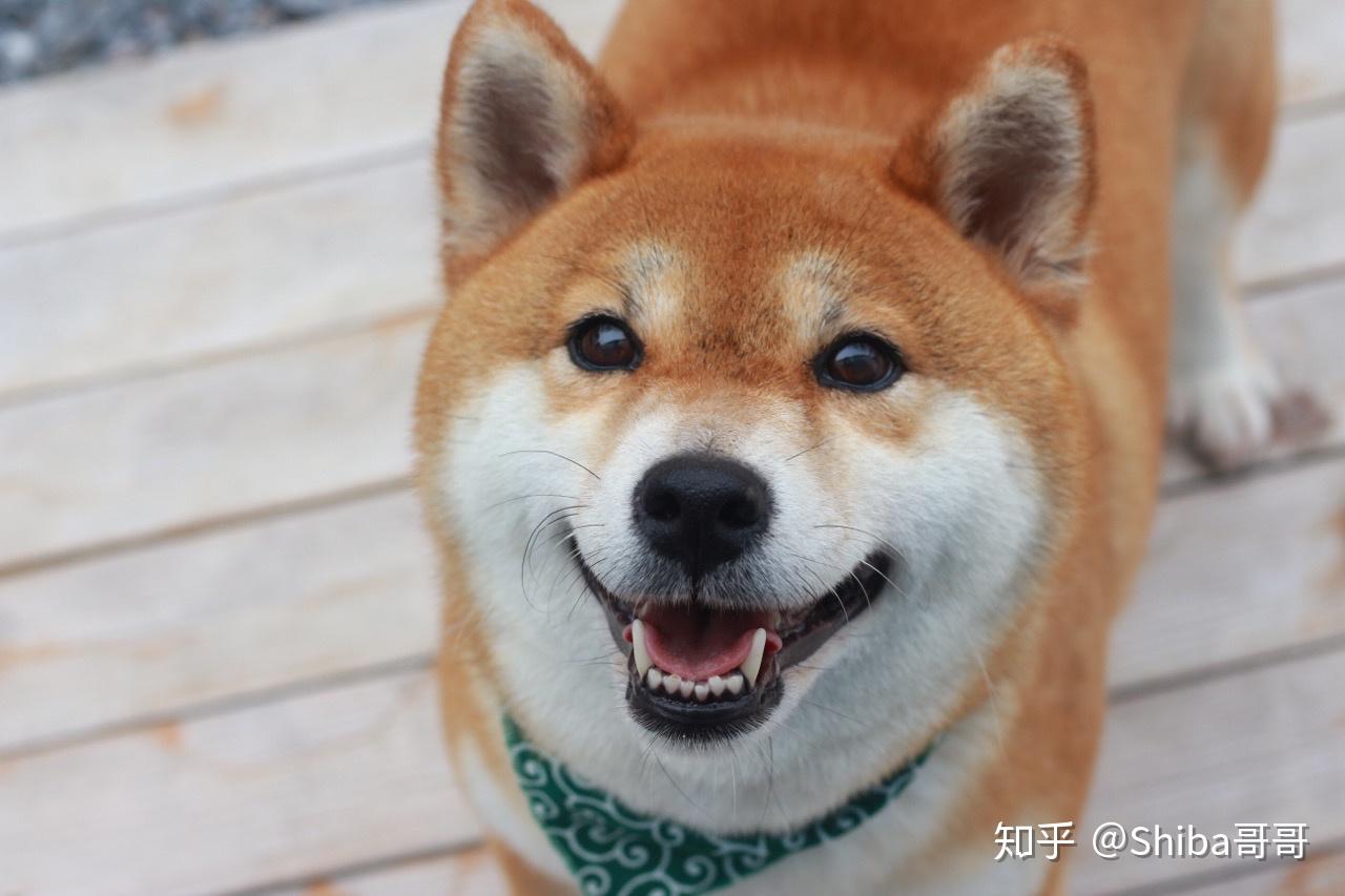 这7件事，柴犬会做3件以上，智商都不低！ - 知乎