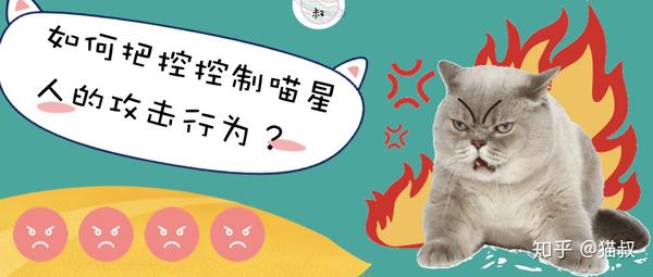 猫脾气不好太闹了而且攻击性强 我该怎么改善它的性格 猫咪脾气暴躁爱攻击人 双偶网