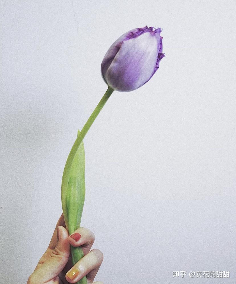 世界花后—郁金香- 知乎