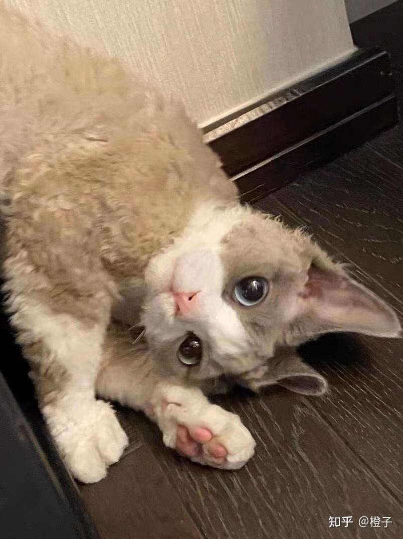 尊贵的“猫中精灵”—德文卷毛猫!~科普 - 知乎