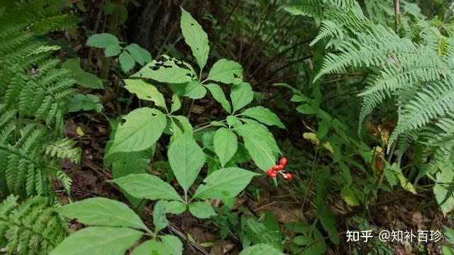 純貨純山參純野山參到底是什麼參