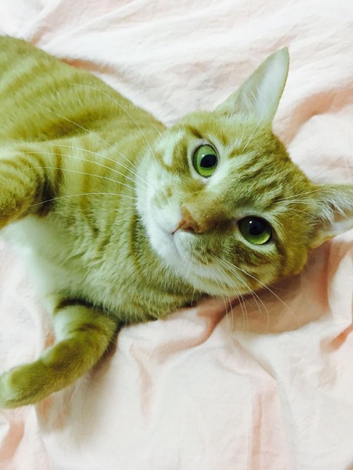 是否应该给猫绝育? - 林夜宵的回答 - 知乎