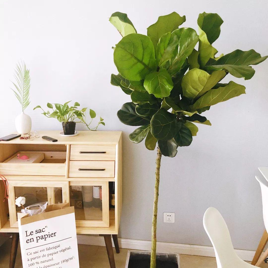 室内绿植推荐客厅琴叶榕 v2-66460af6c91243528af35546e0f6aa72_r.jpg