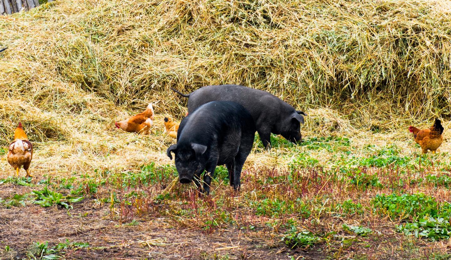 v2-664fa8e75e9960faf500689aabdebbb4_1440w.jpg?source=172ae18b