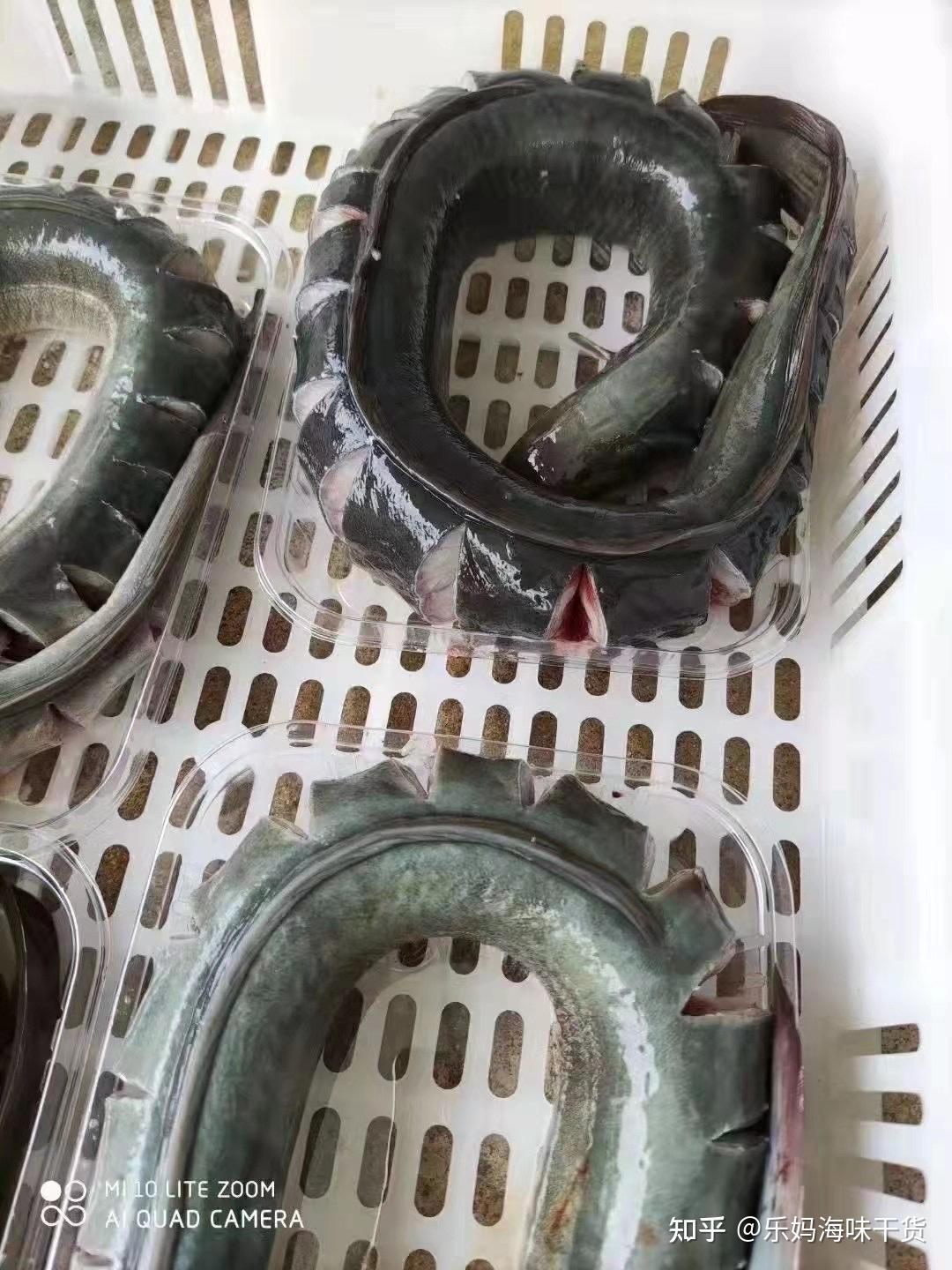 海鳝乌耳鳗
