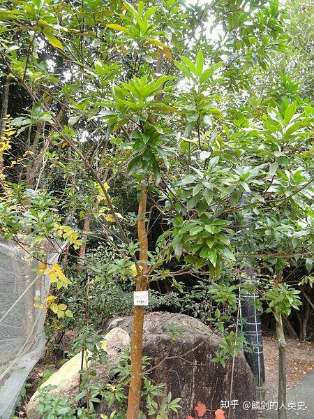 植物界全系列山龙眼目山龙眼科中木百合