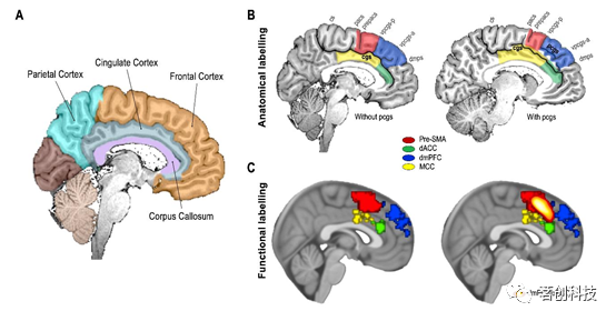 Brain：背内侧前额叶/背侧前扣带皮层(dmPFC/dACC)的相关争议 - 知乎