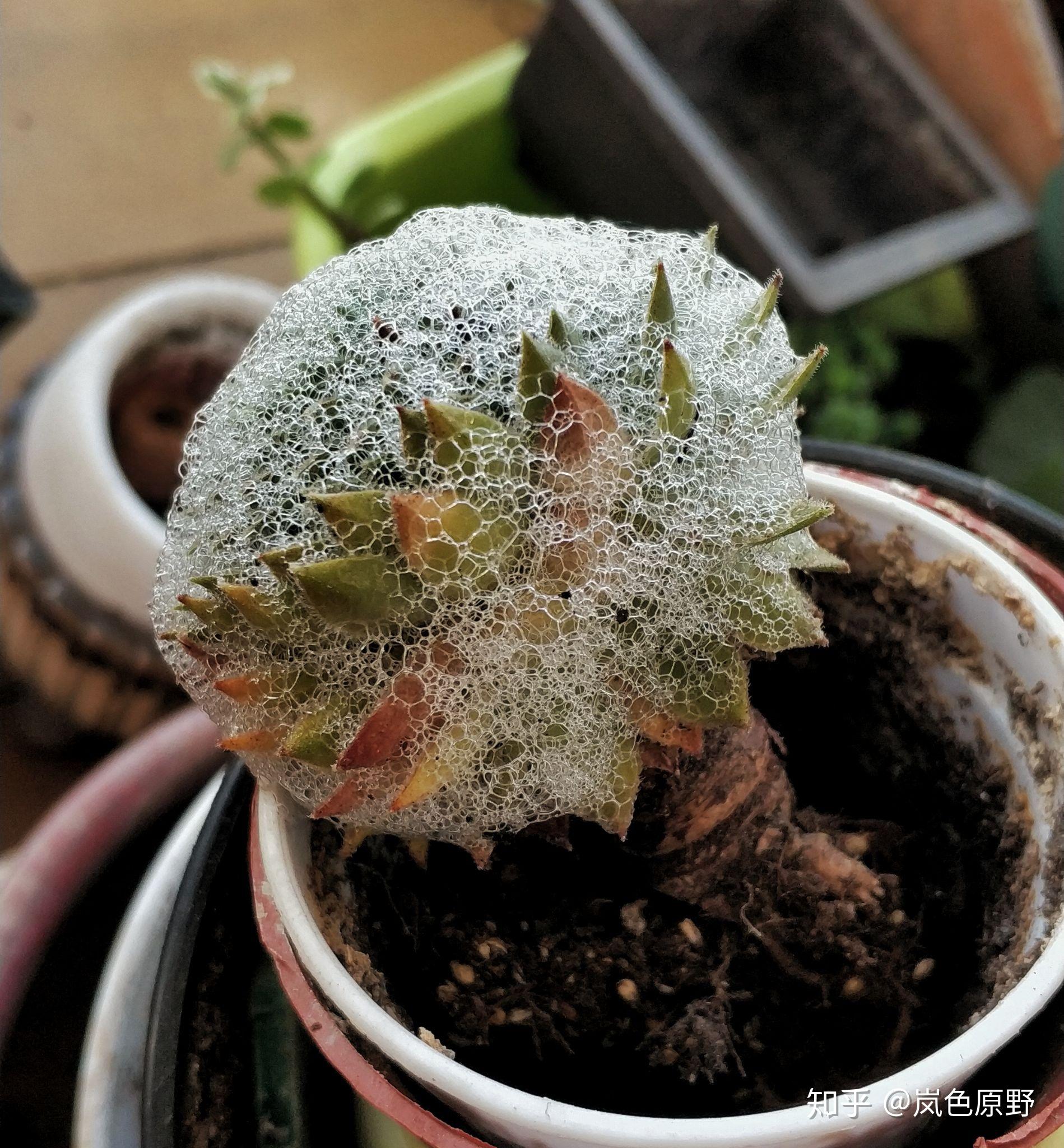 芦荟长虫子的蚧壳虫图片