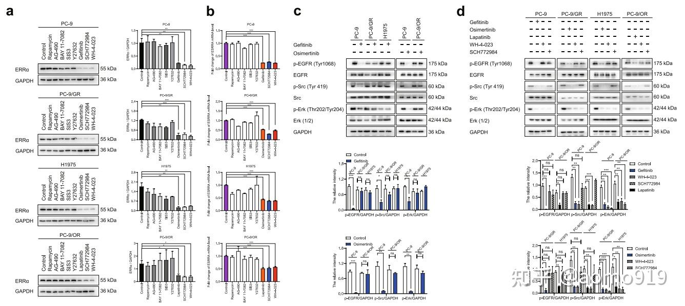 AbMole Cholesterol ERR NSCLC EGFR TKIs abmole-cholesterol-err-nsclc-egfr-tkis
