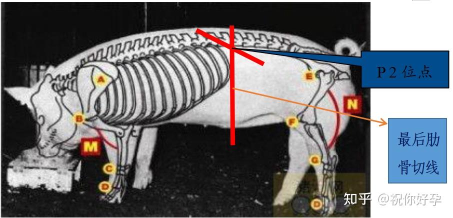 种猪公司B超测定背膘操作规范 - 知乎