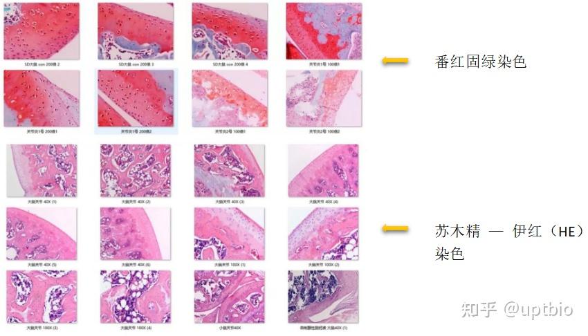 脱钙是骨组织切片前的重要环节,好的脱钙处理要求既能完全脱钙,又不
