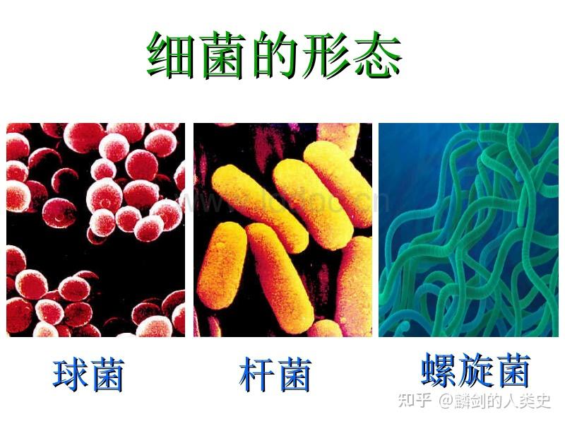 【地球生物全系列——从单细胞到人类】细菌界概述(上) - 知乎