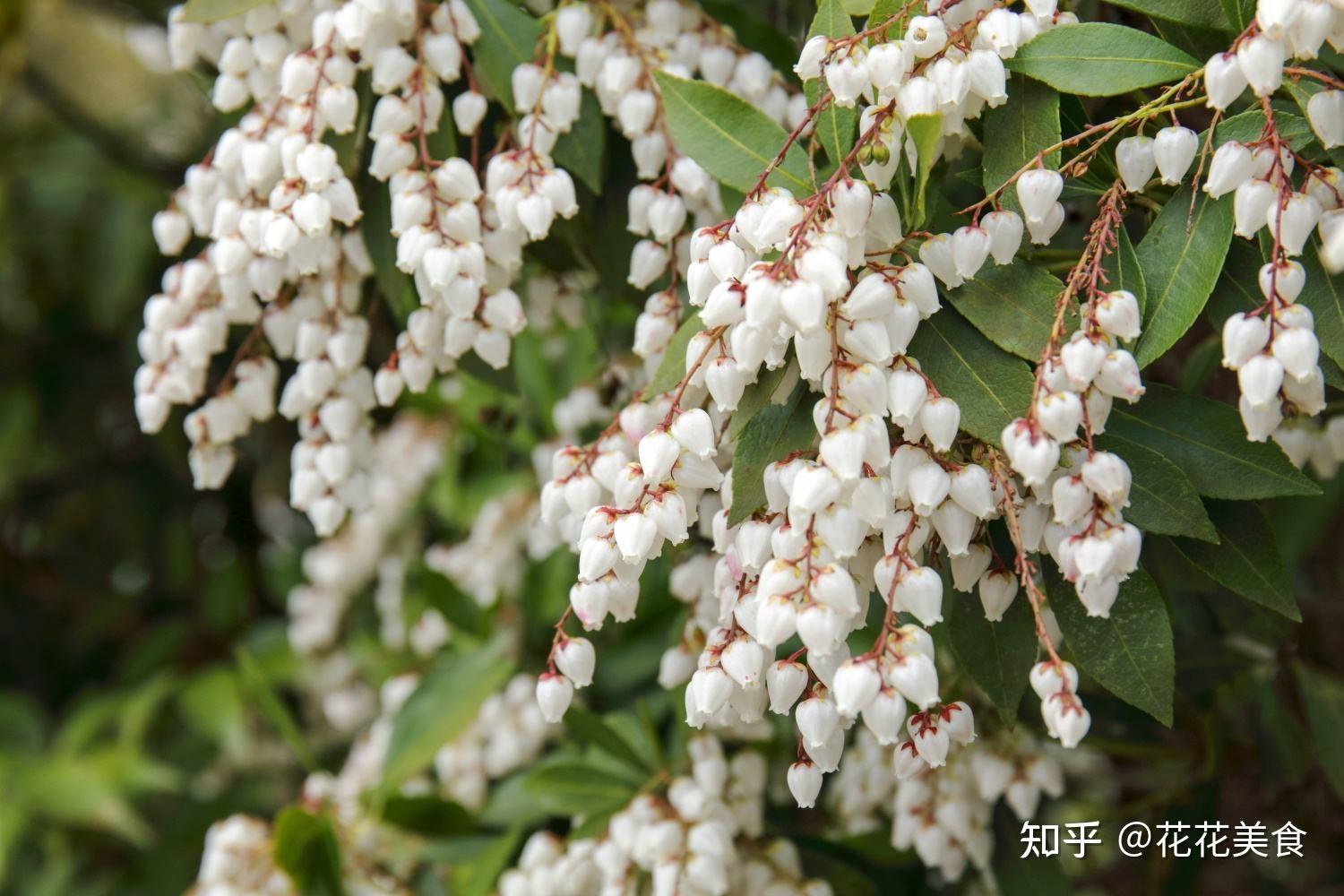 【植物百科】灯台踯躅 - 日本吊钟花 - 知乎