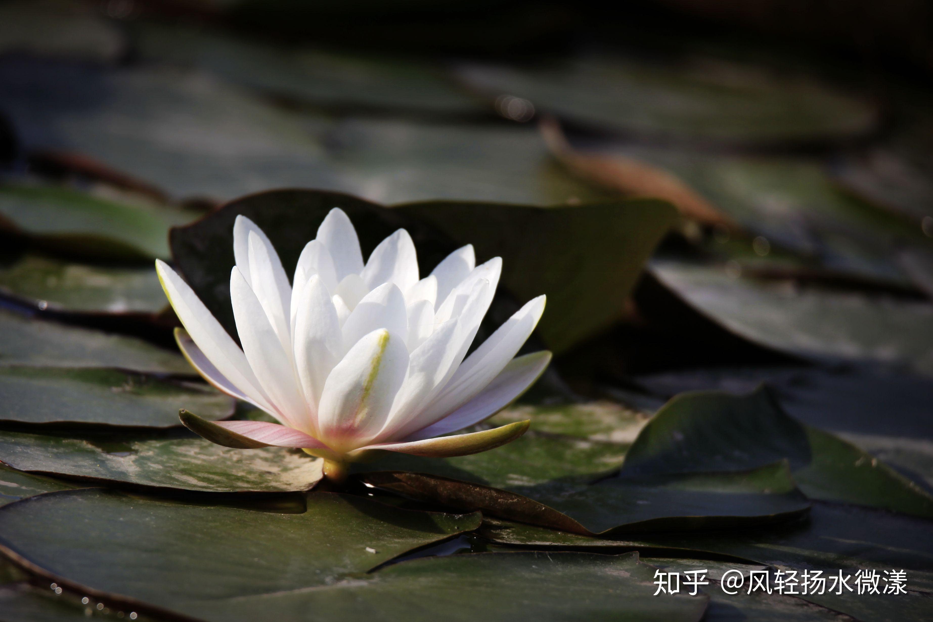 菜根谭壁纸图片