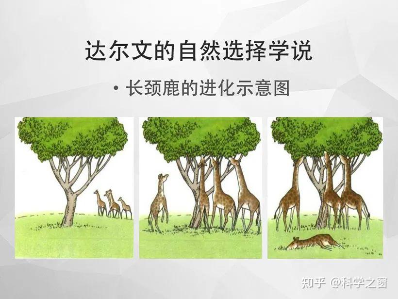 自然选择图片图片