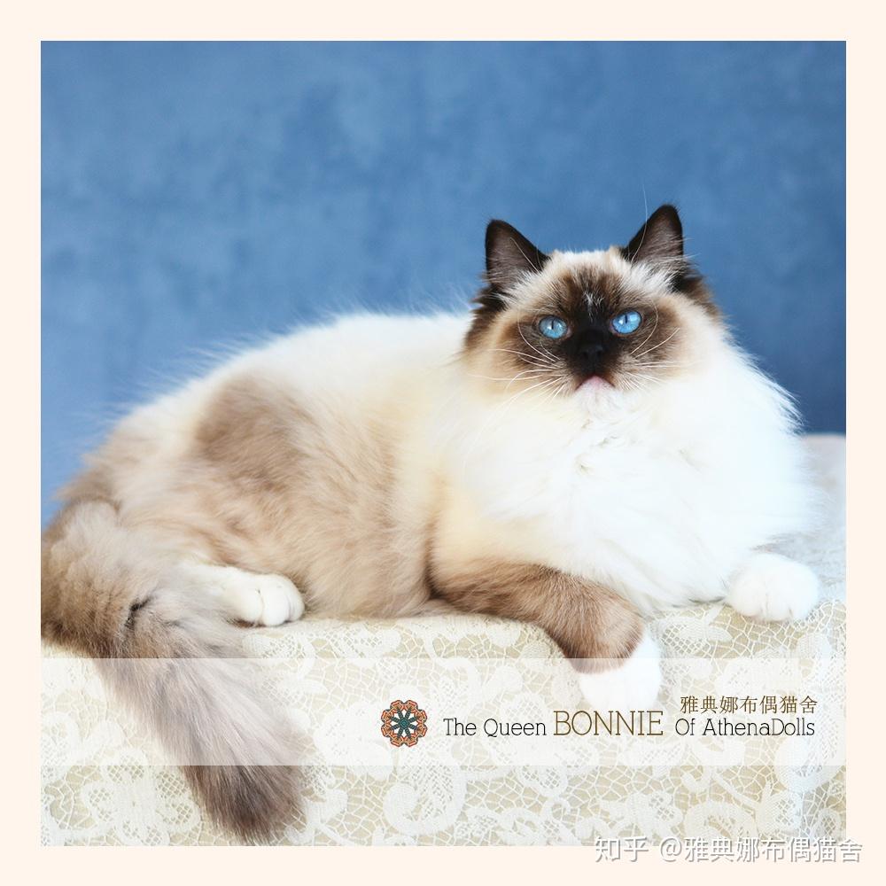 分享一组手套色布偶猫超级美哦