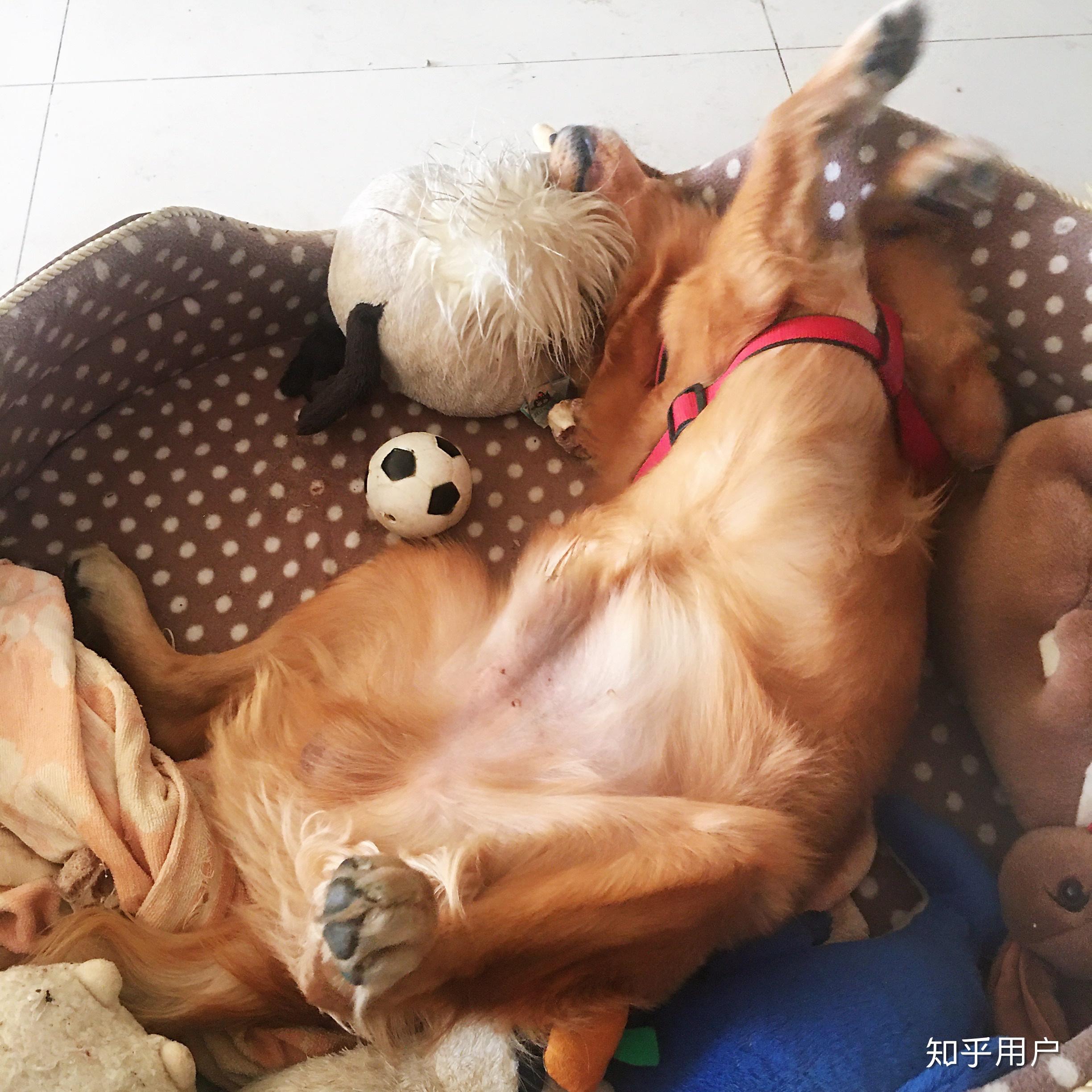 抑郁症女生养哪种狗比较好? - 知乎