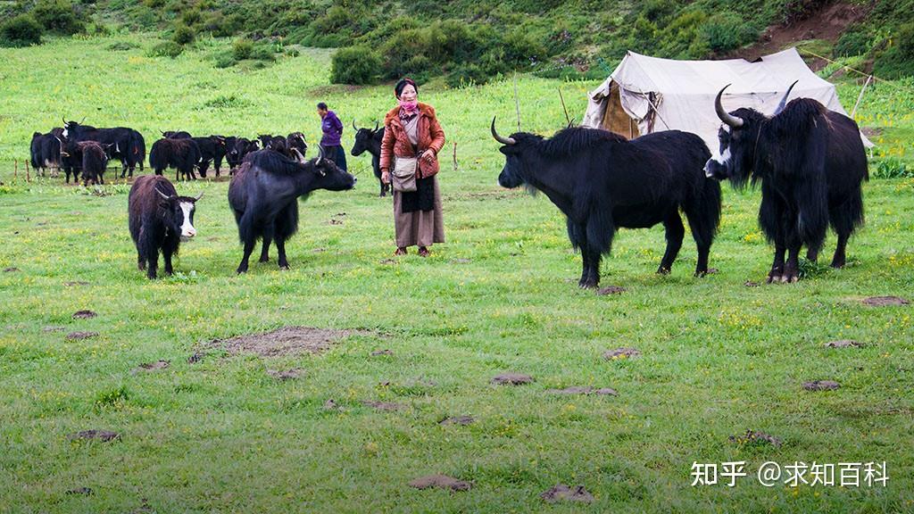 身上真的会长蛆!知道蛆虫哪来的吗?看完保证你不再“躺平”! 知乎