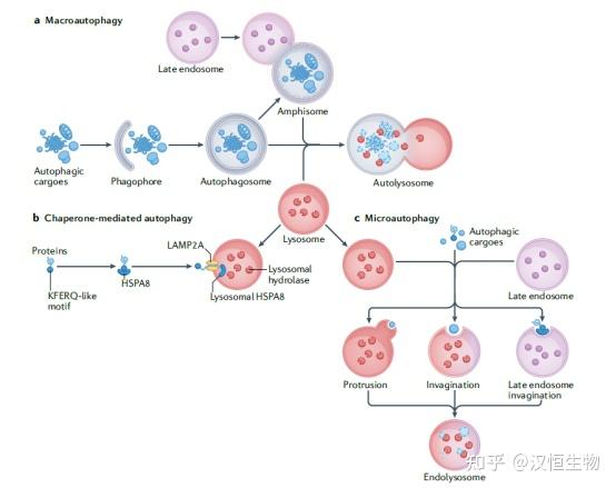 自噬研究指南入门篇：自噬是什么 知乎