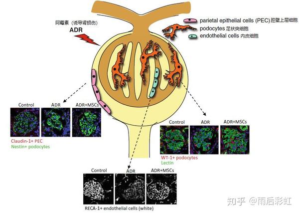 干细胞三大机制 多向分化摘抄 知乎