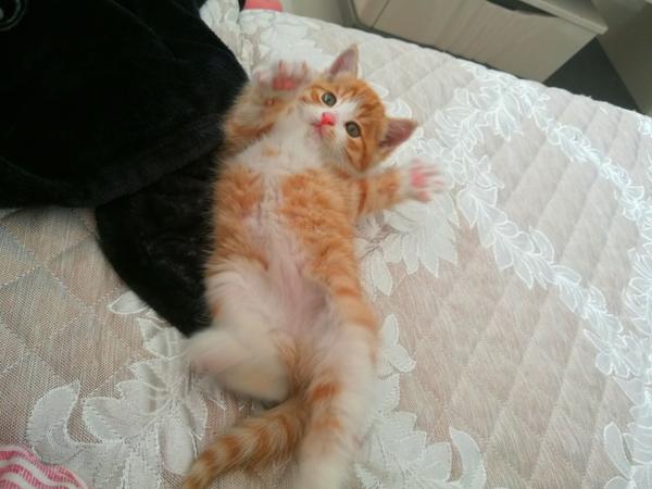 为什么猫越大性格越不好？ - 知乎