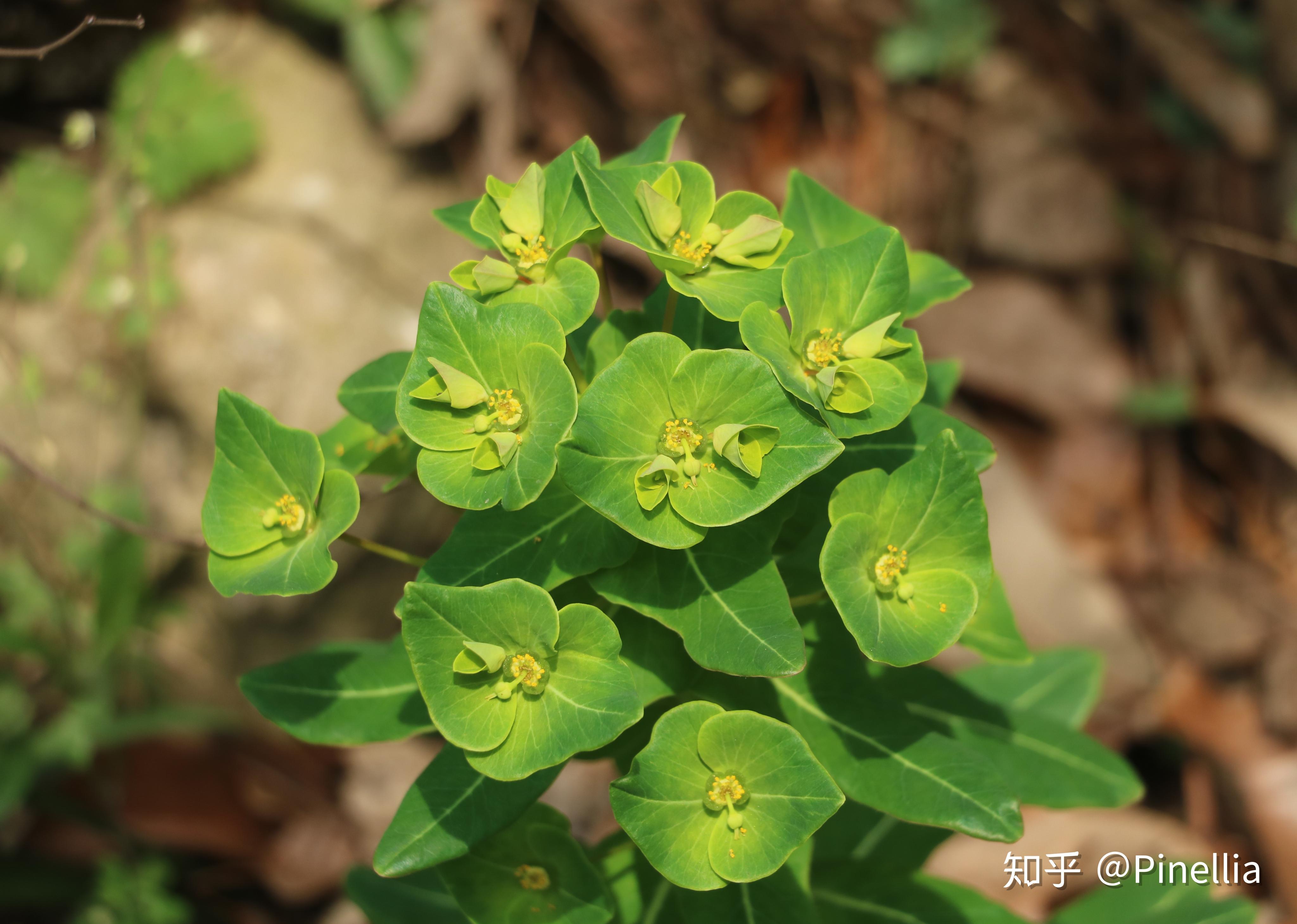自然:足迹//句容宝华山 - 知乎