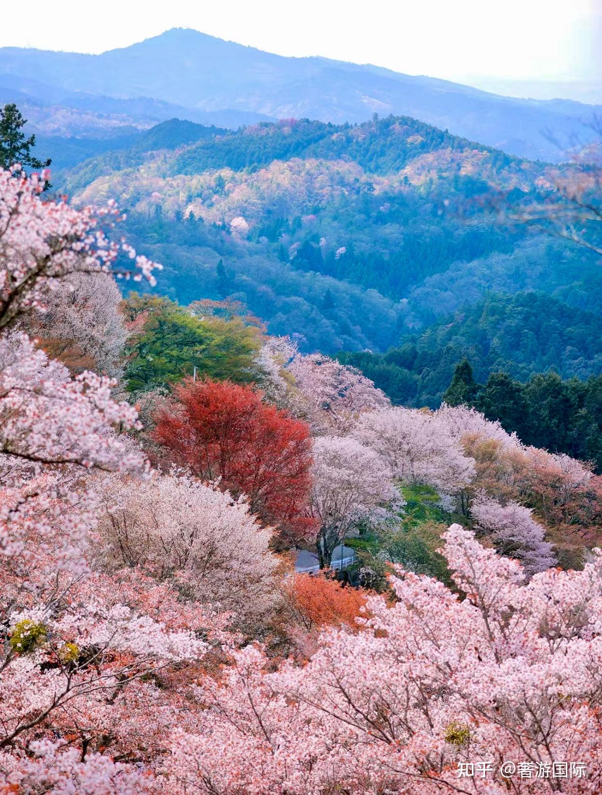 关西旅行超强攻略——含交通卡推荐,京都町屋推荐 - 知乎