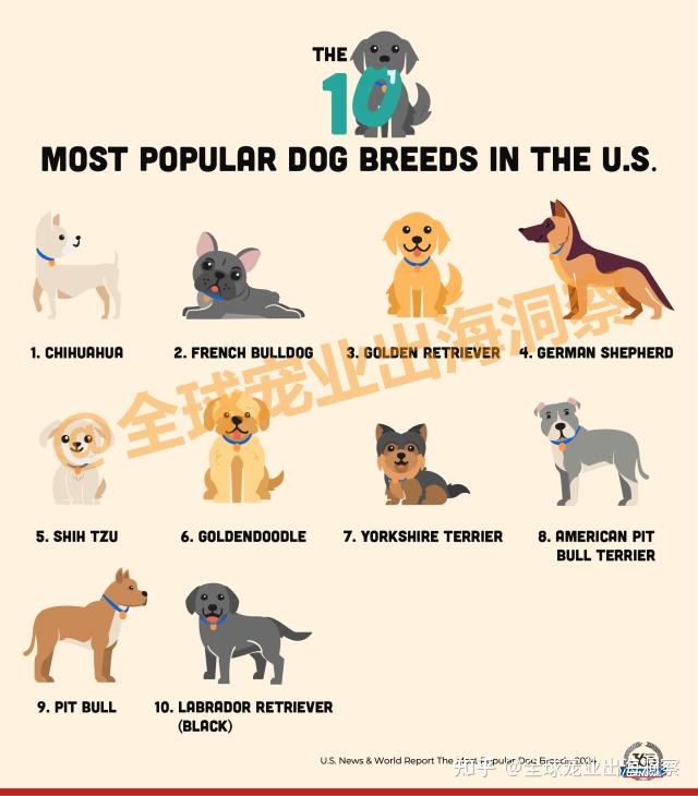 热门宠物犬趋势！欧美及社媒上最受欢迎的犬类品种有哪些？ - 知乎